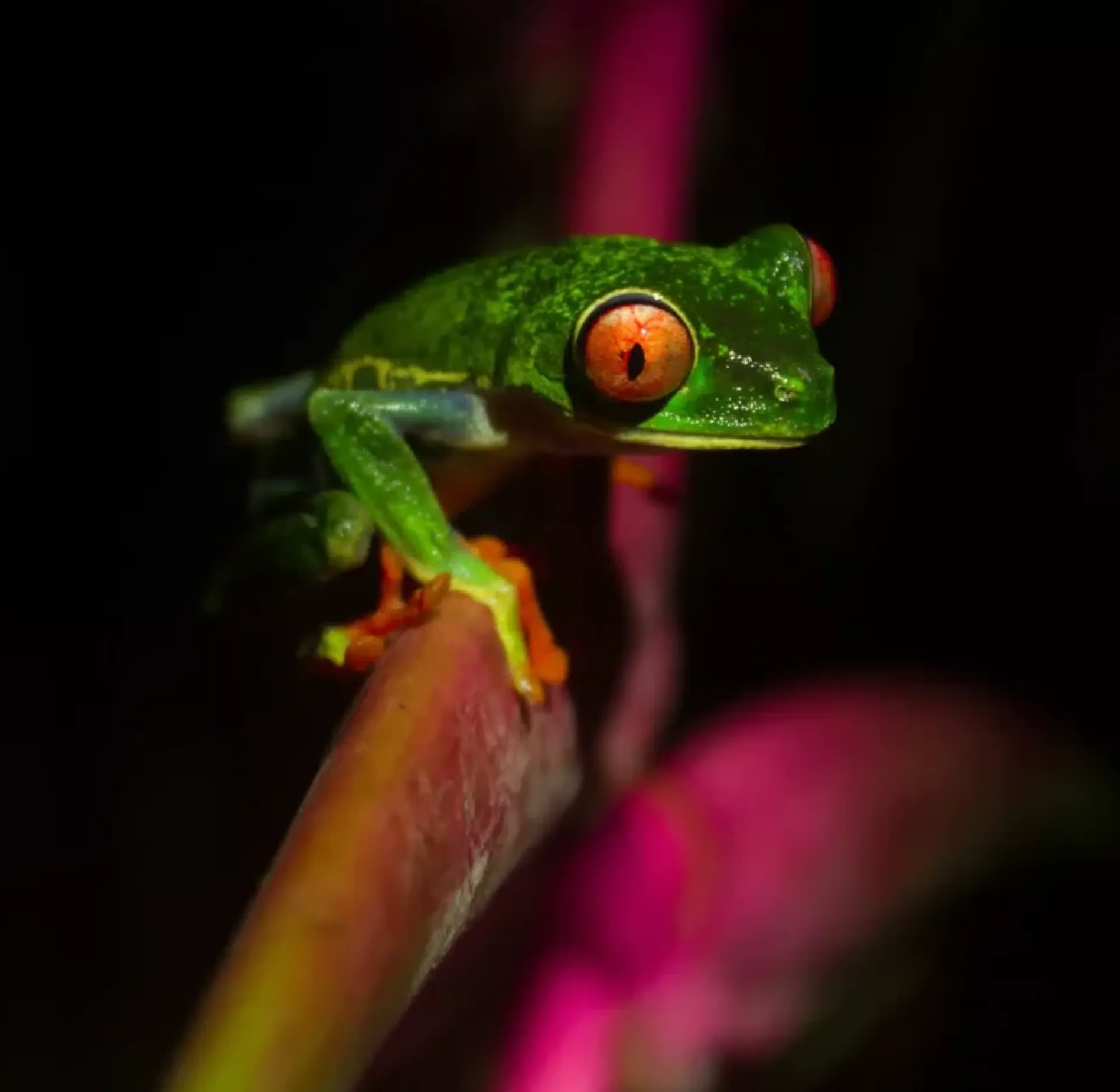 Jungle Night Walk