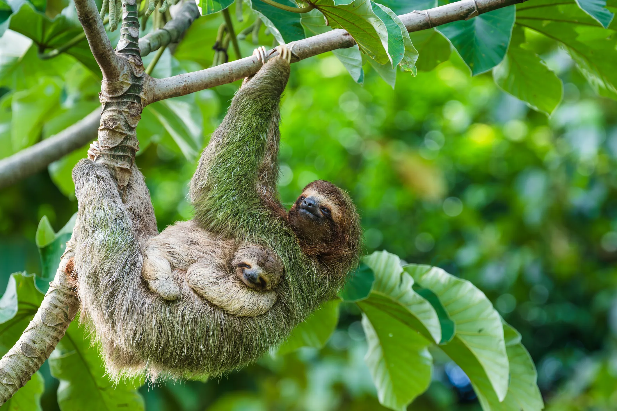 Sloth Tour – Rain Forest Walk